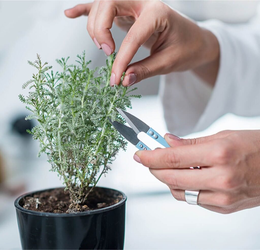 Herbolario podando planta de romero