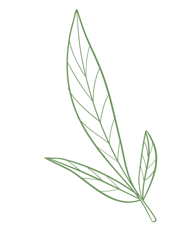 Hoja verde decorativa